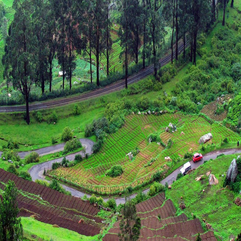  Ooty Honeymoon Package